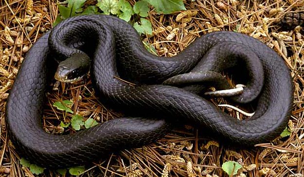 black racer snake facts.JPG