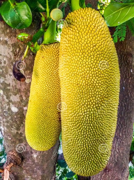 long-shape-jack-fruits-hanging-tree-closed-up-70089135.jpg