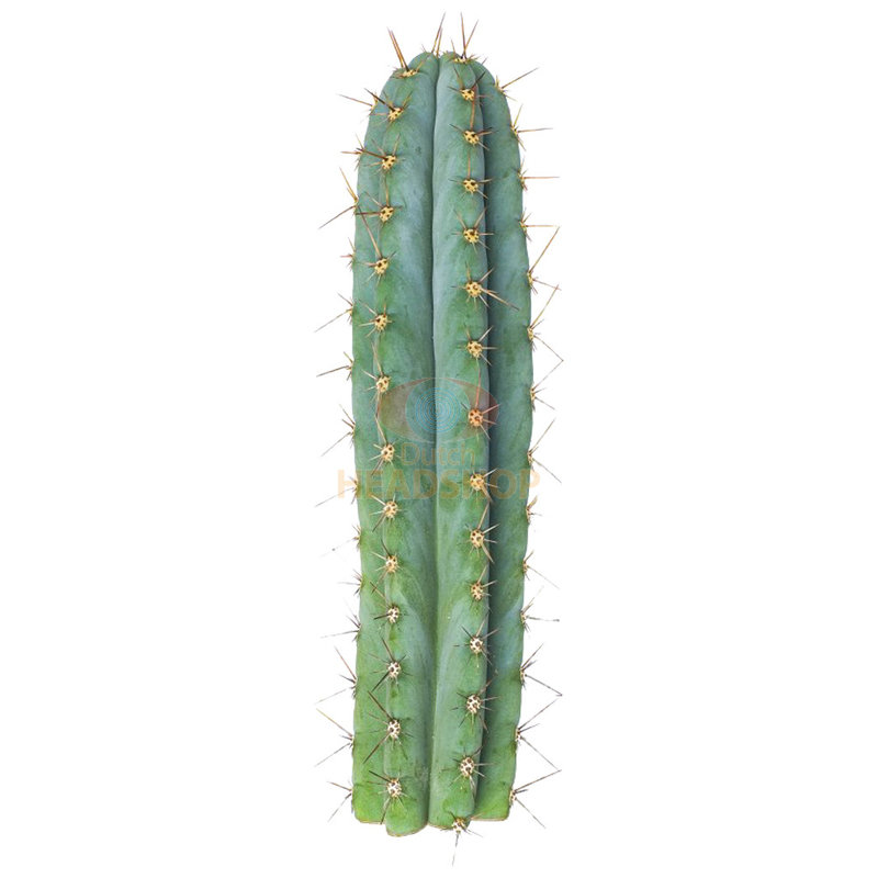 peruvian-torch-cactus-zaden-trichocereus-peruvianus-2-1.jpg