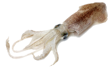 calamari.png