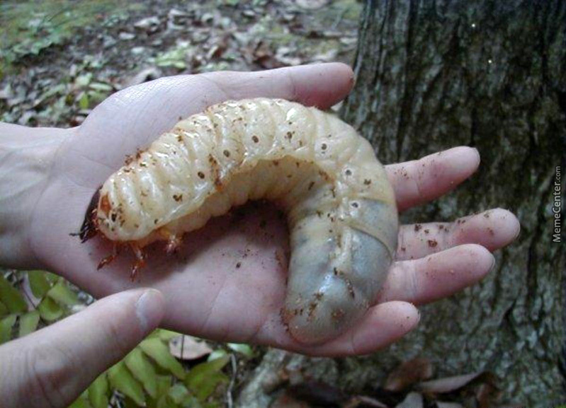 giant-larvae-nope-nope-nope_o_4411883.jpg