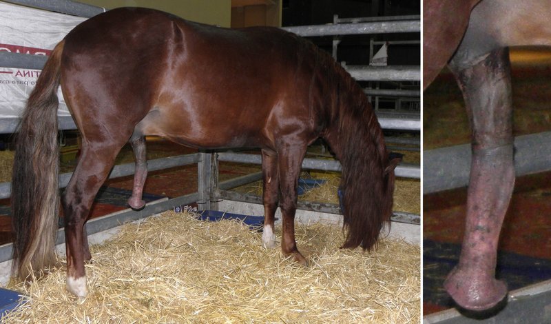 Peruvian_Paso_Horse_penis.JPG