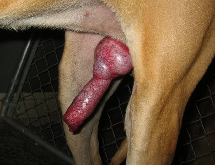 huge-dog-cock-knot.jpg