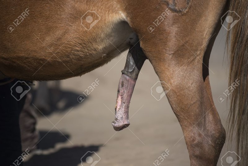 47950892-penis-of-horse-java-indonesia-.jpg