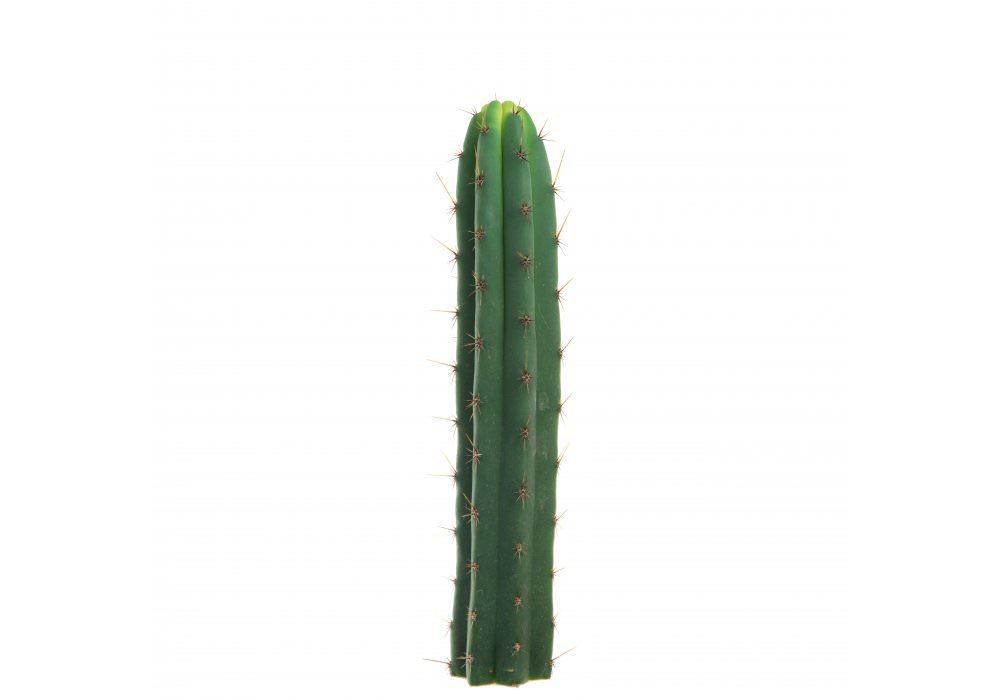 14879-Cactus-Macrogonusmain-az.jpg